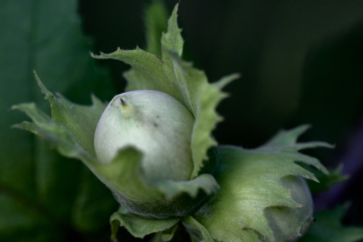 Лесной орех - Борис Устюжанин Лесной орех - Борис Устюжанин