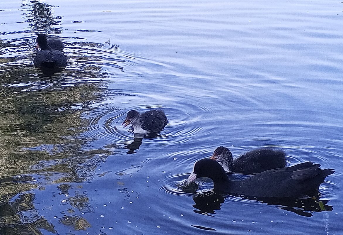 Лысухи - Сапсан 