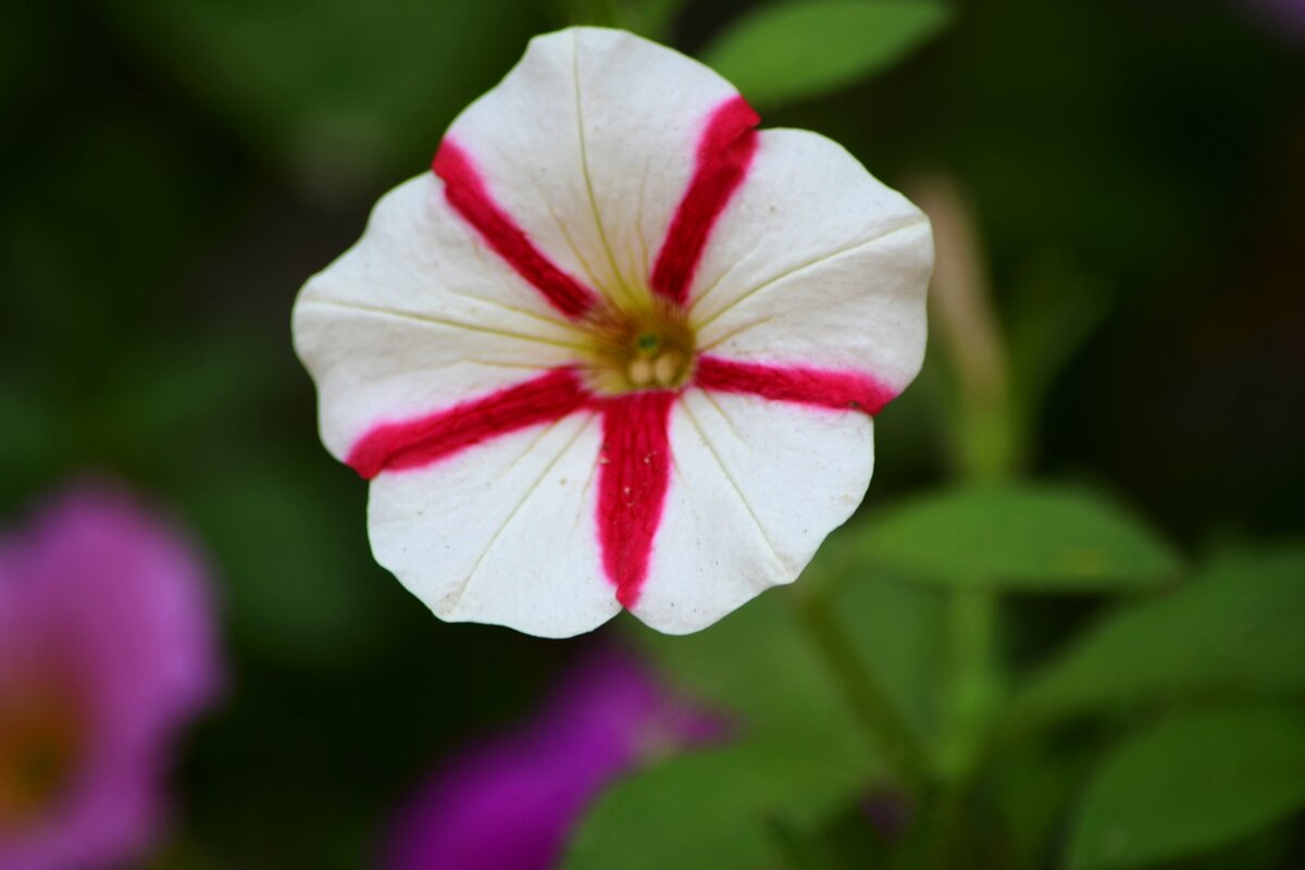 Петуния* - Татьяна Евдокимова