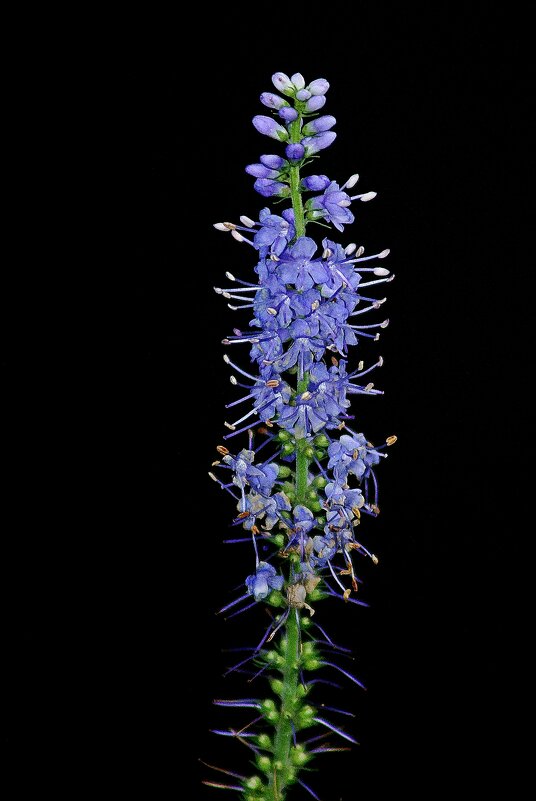 *** - Леонид leo