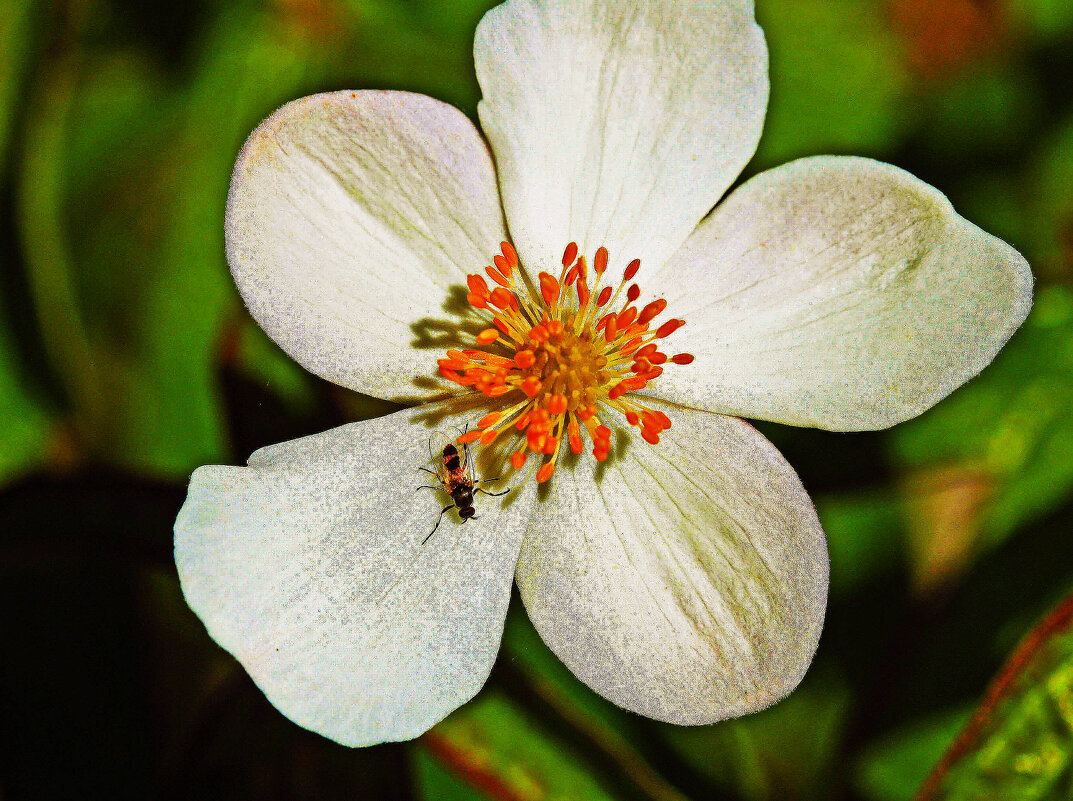 Макро...Муравей -лакомка! - Владимир 