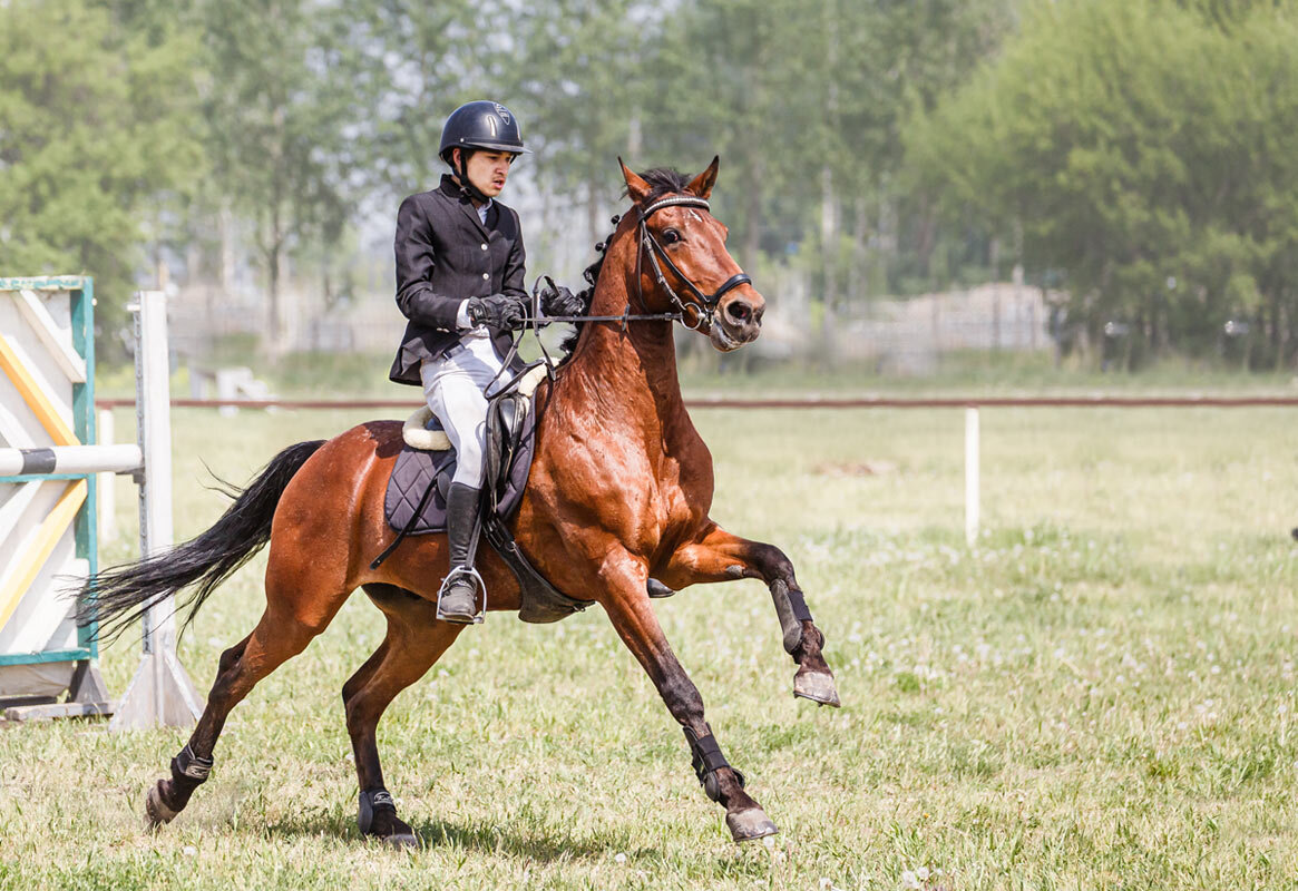 Конкур - SanSan 