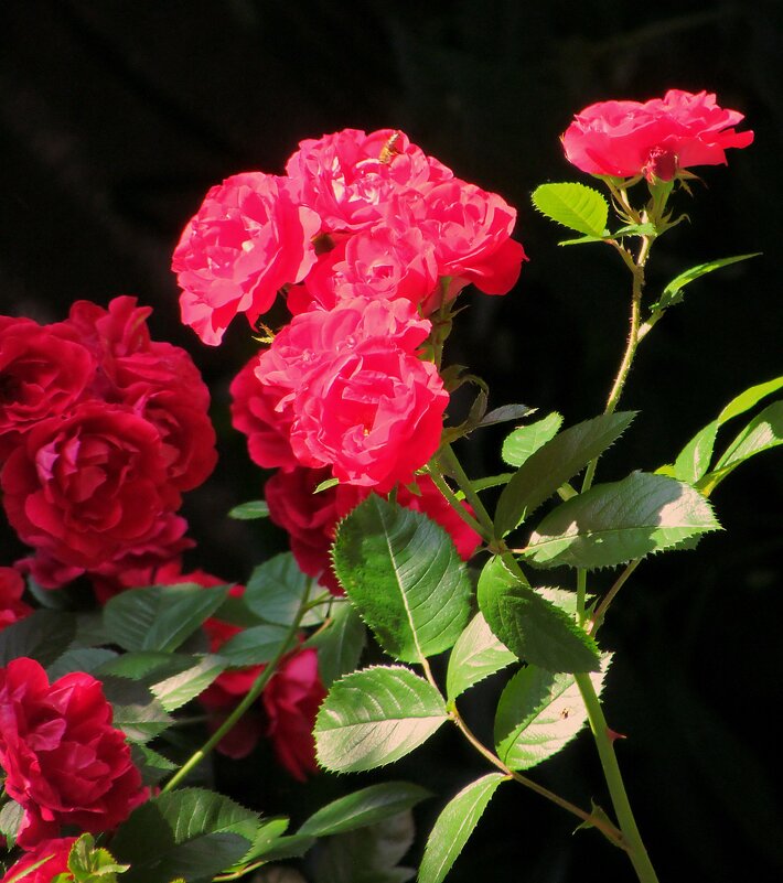 Роза - Роман Савоцкий