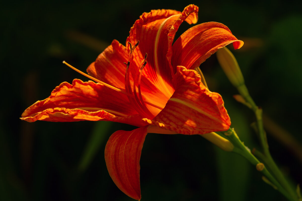 *** - Виталий Емельянов