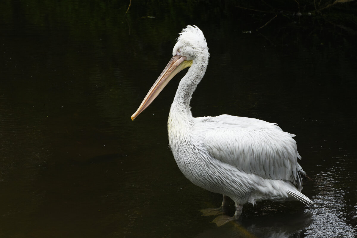 НазваниеМосковский Зоопарк. Пеликан. - Наташа *****