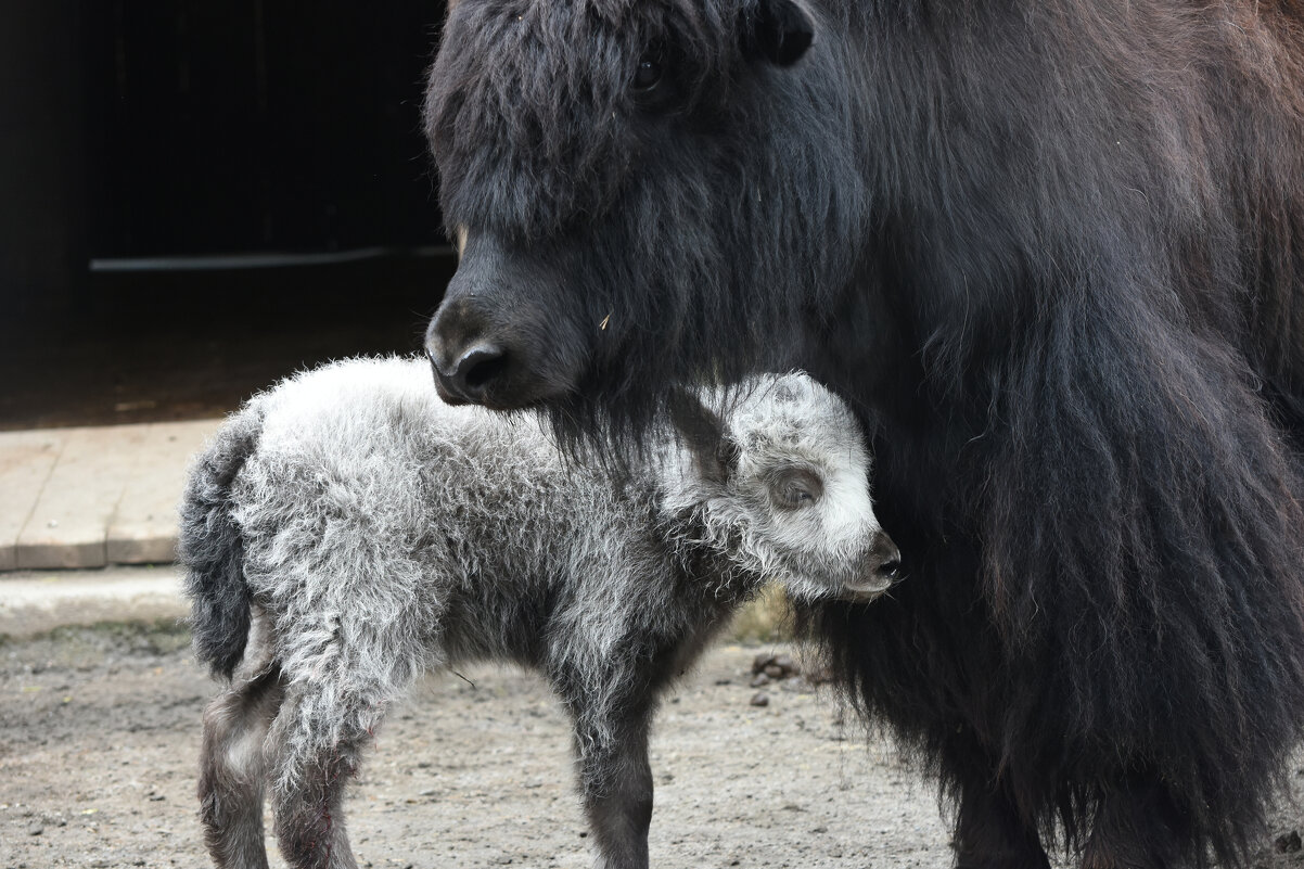 Московский Зоопарк. С мамой. - Наташа *****