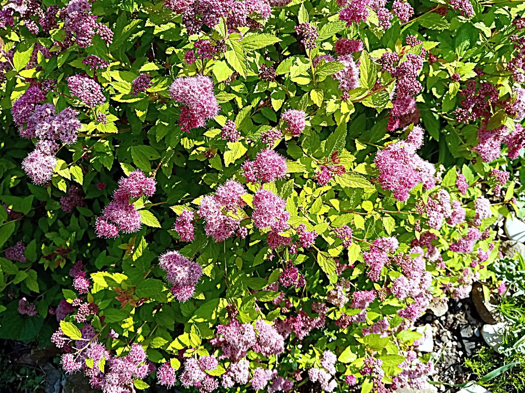 Цветы. - Владимир Драгунский