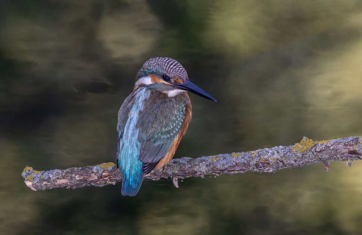 зимородок. - юрий макаров