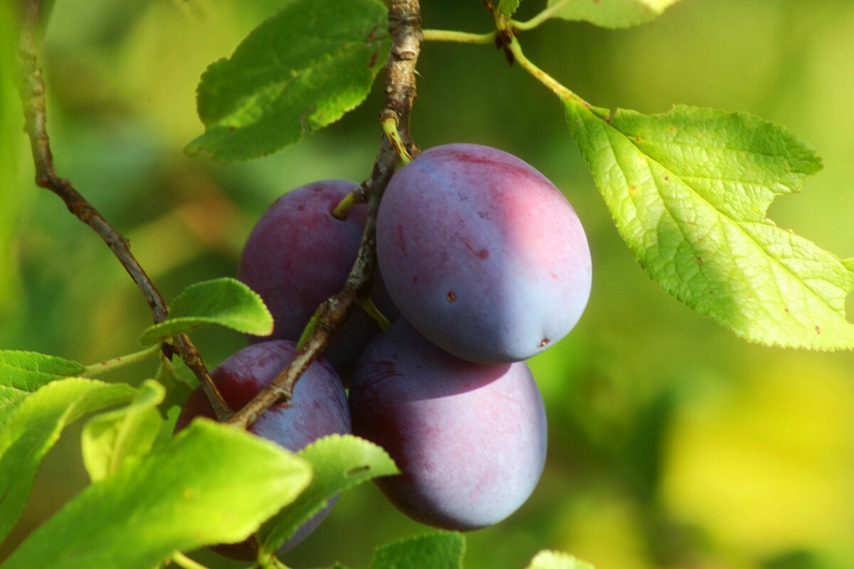 Сливы - Юрий. Шмаков