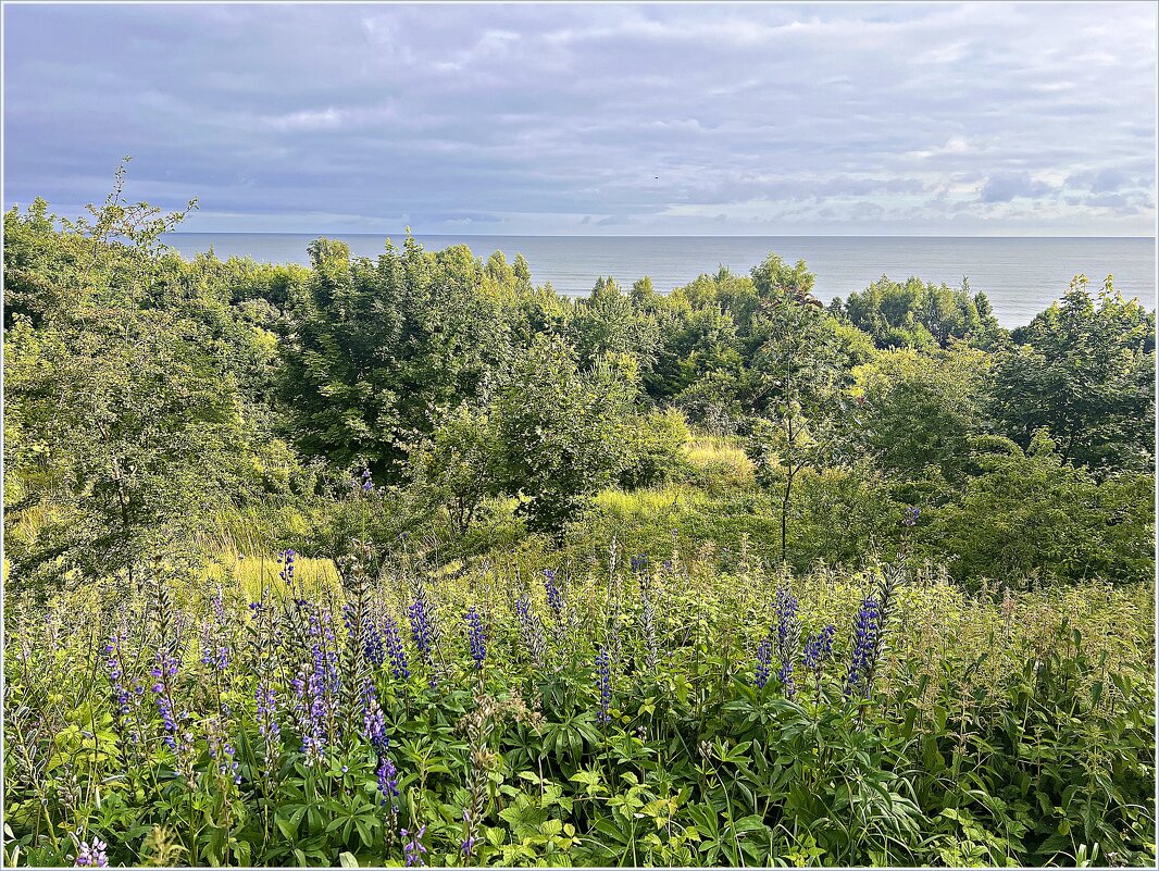 Утро Филинской бухты. - Валерия Комова