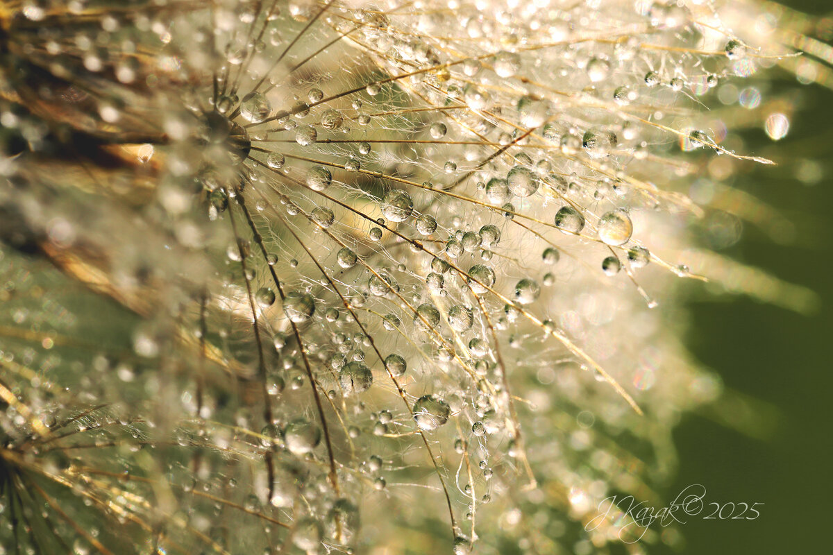 *** - Елена Kазак (selena1965) *** - Елена Kазак (selena1965)