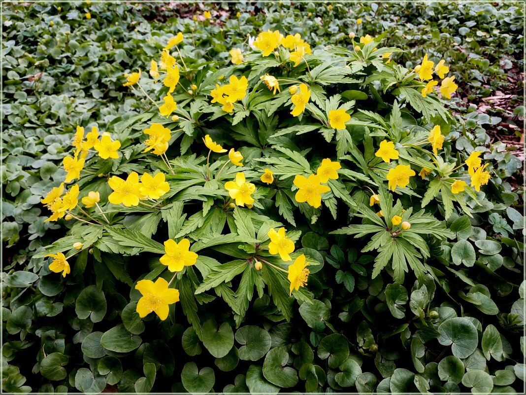 Самое прекрасное время в году - ВЕСНА ! - Лия ☼