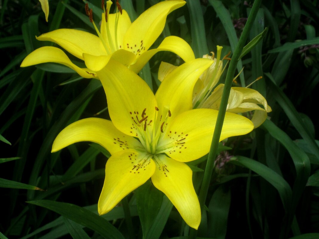 Ли.. - Елена Семигина