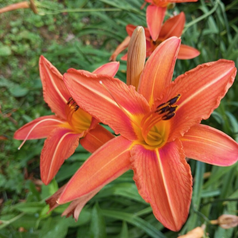 Ли.. - Елена Семигина