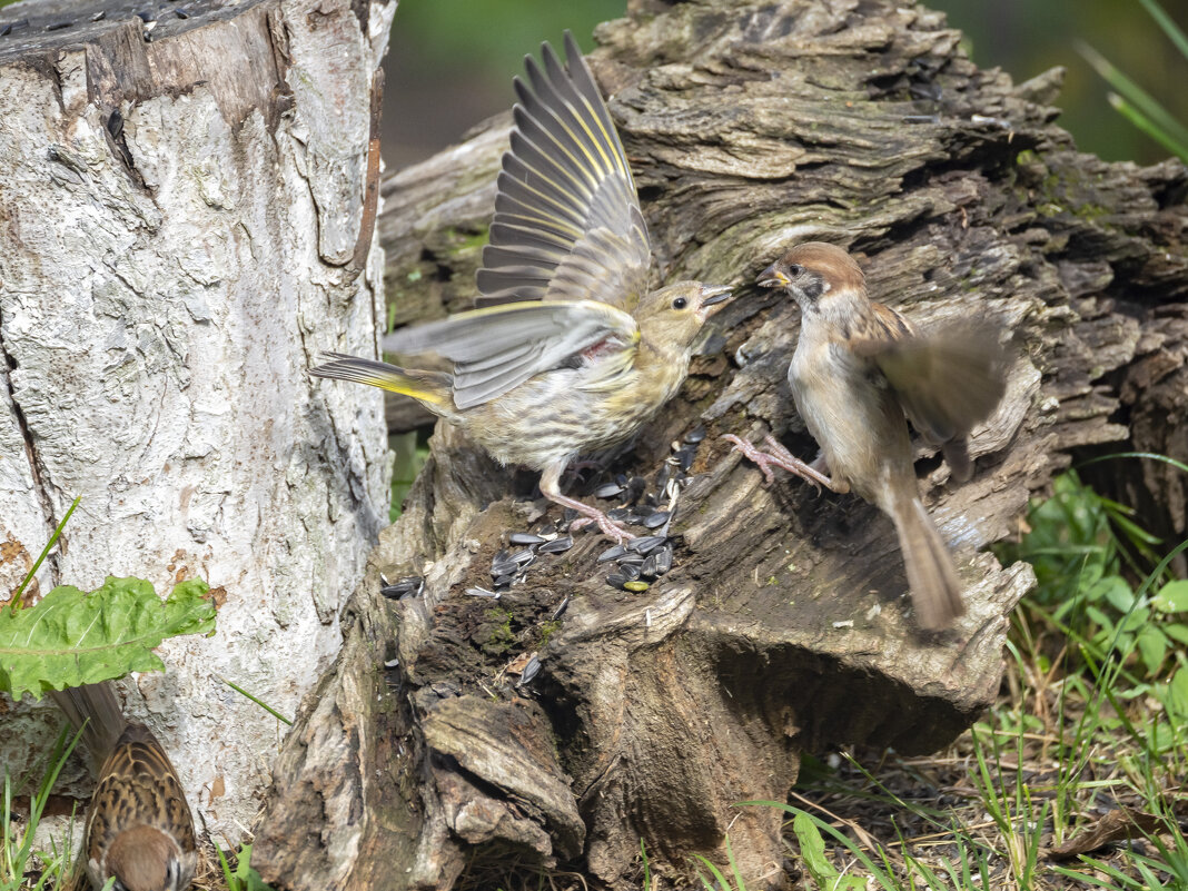 конфликт в столовой - Олег Мартоник конфликт в столовой - Олег Мартоник