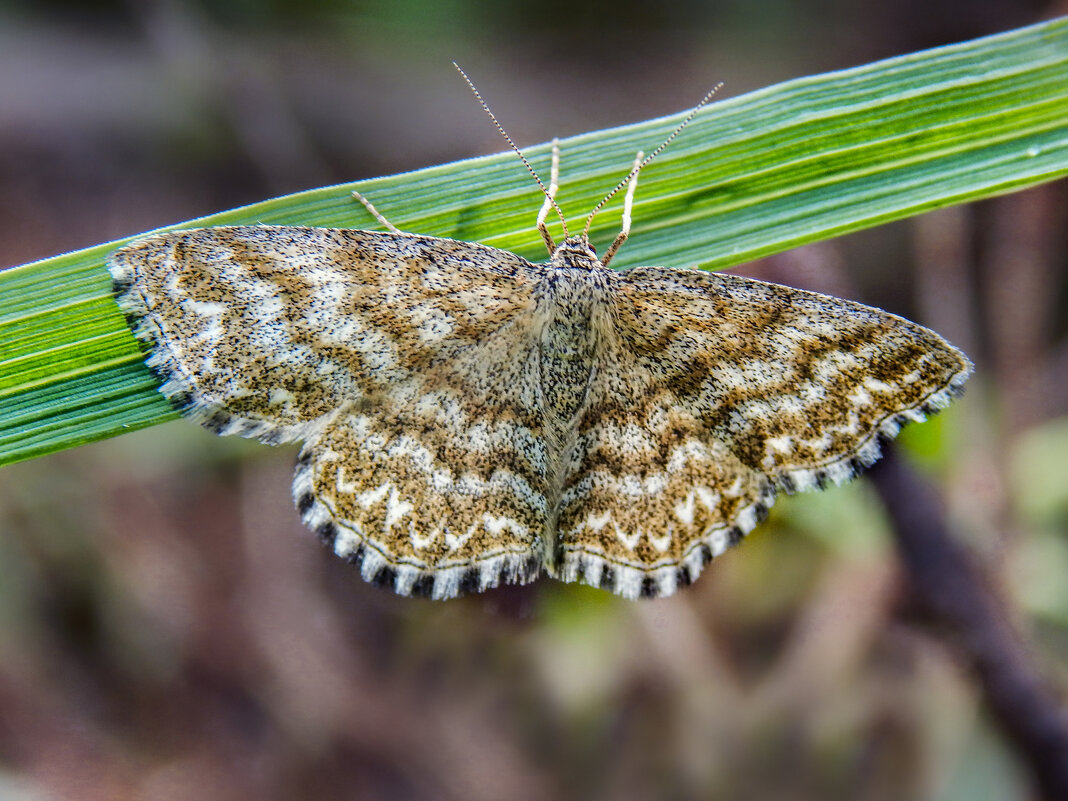 Отдых на травинке - Александр Ковальчук