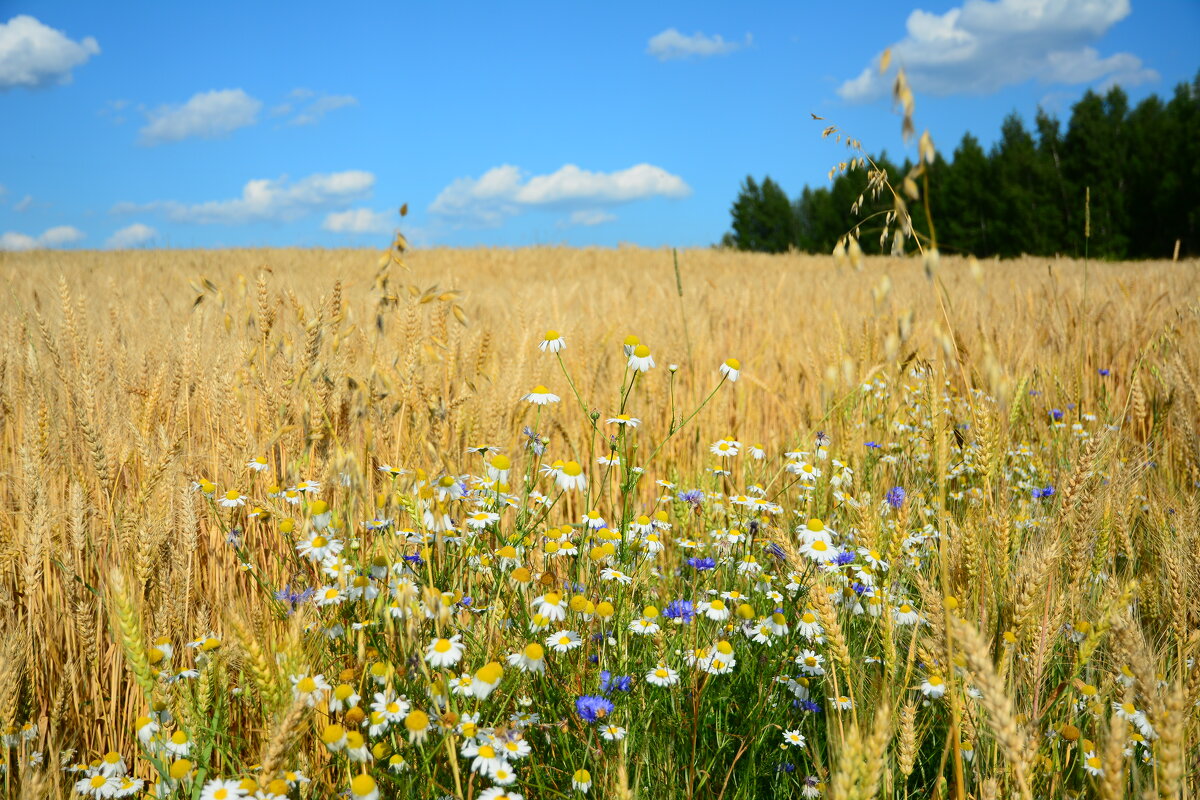 Летний день. - Михаил Колосов 
