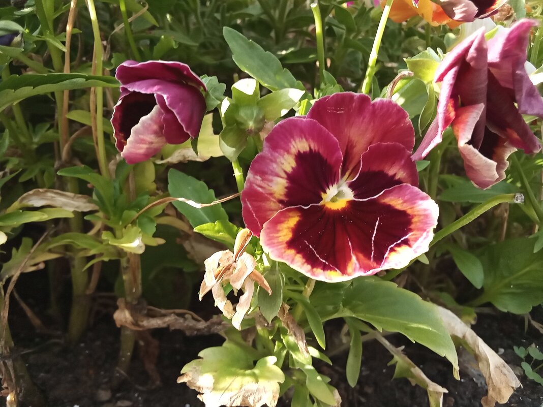 Цветы на клумбе - Фотогруппа Весна Цветы на клумбе - Фотогруппа Весна