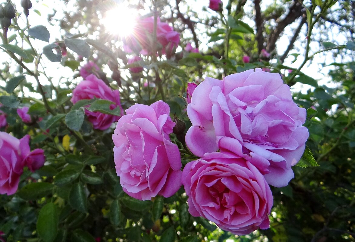 Лето.. - Антонина Гугаева