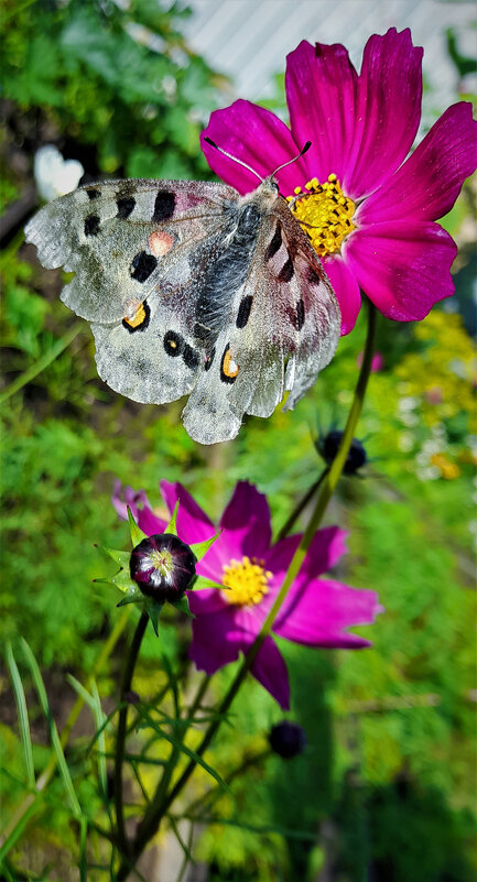 ... - Наталья 