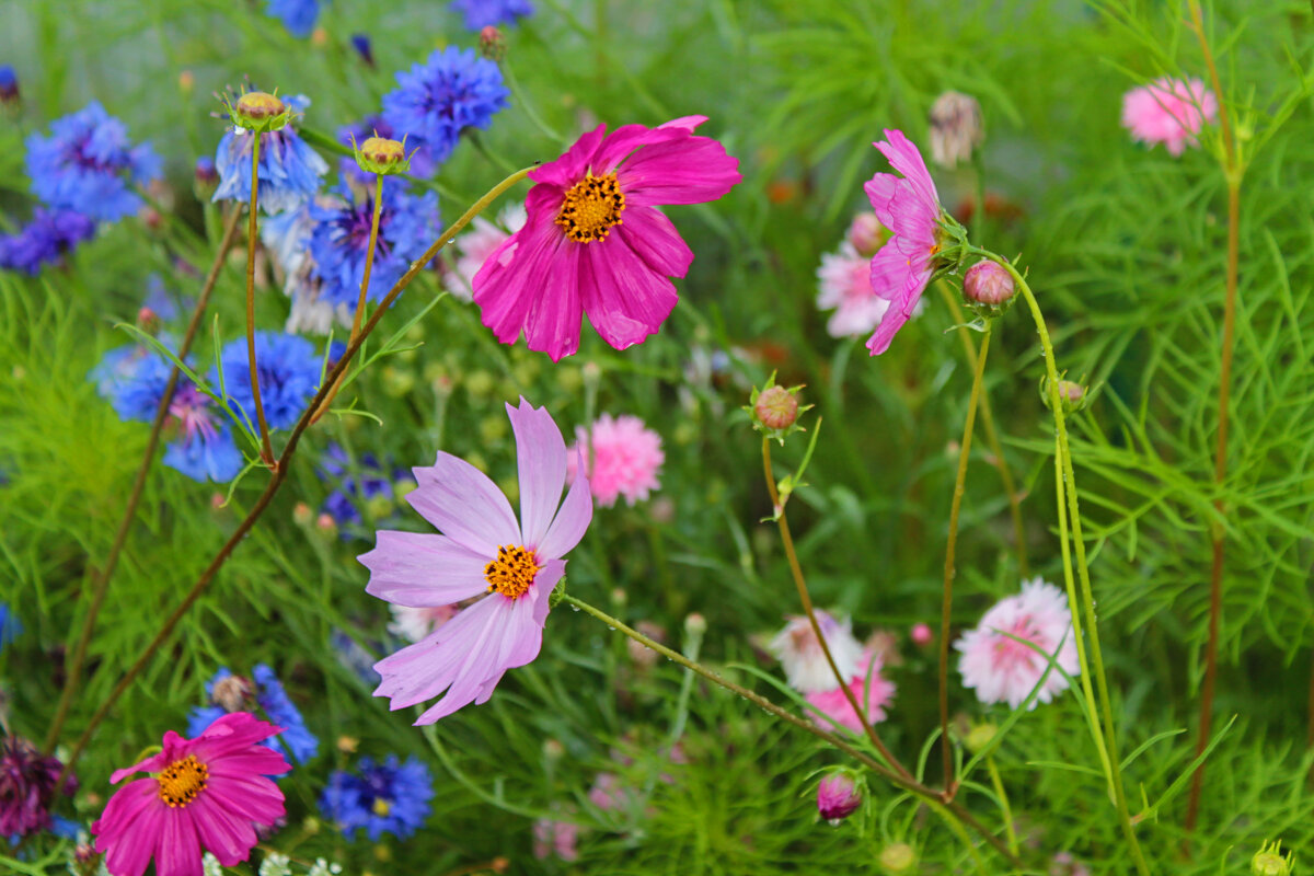 ... - Наталья 