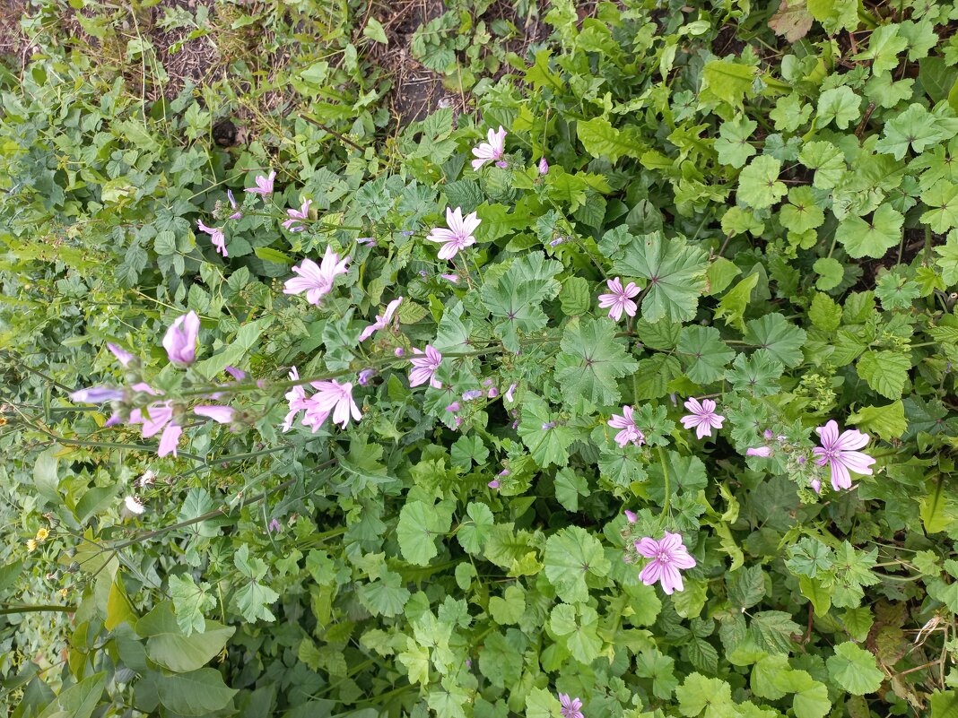 Цветок - Svetlana 