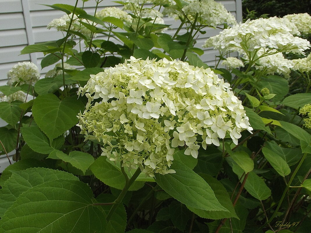 Гортензия - Freddy 97