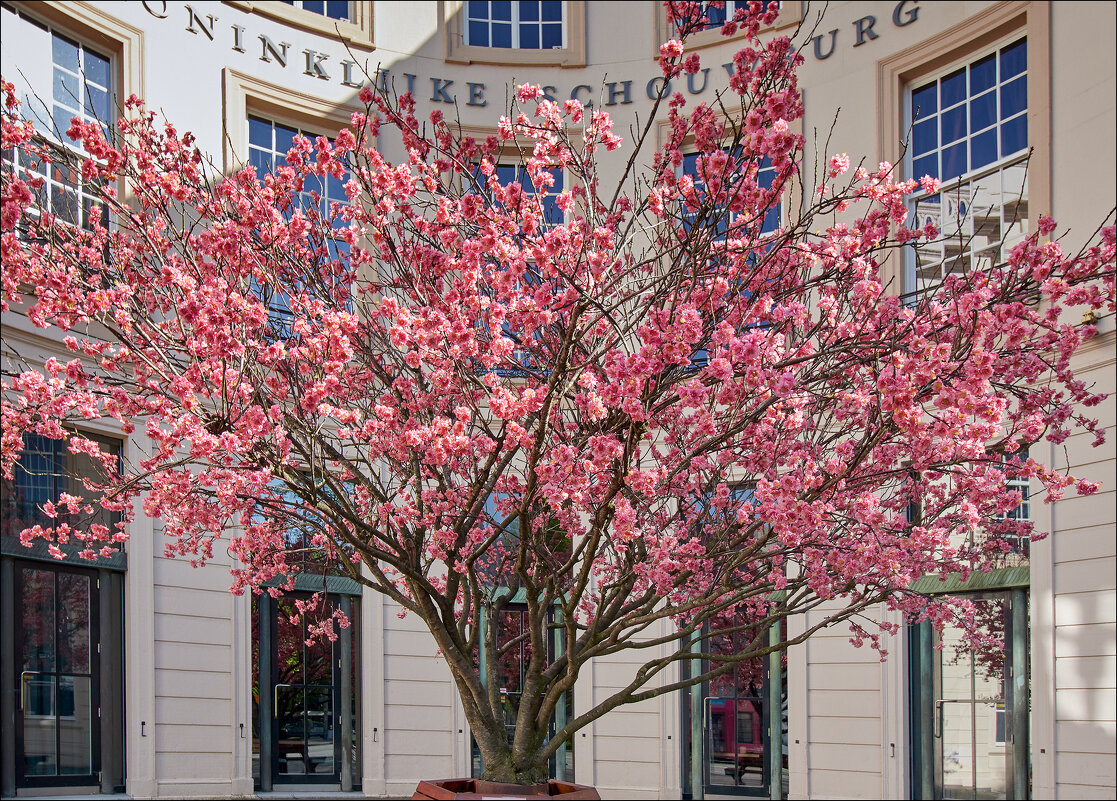 Цветение. - Валерий Готлиб