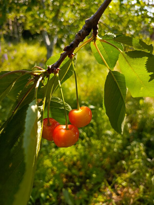 Черешня - Татьяна Пальчикова Черешня - Татьяна Пальчикова