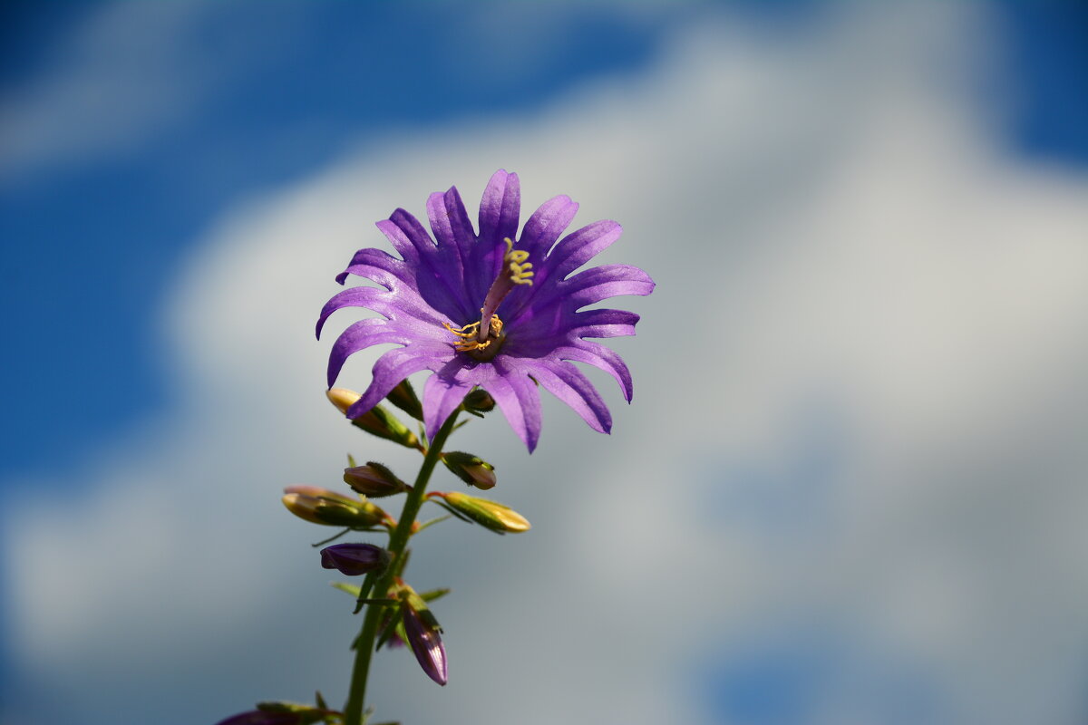 Цветы июля. - Михаил Колосов 