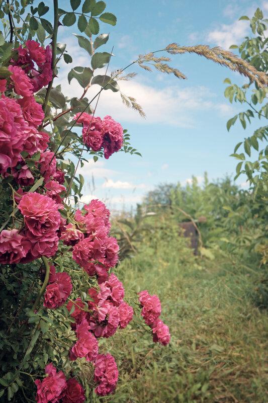 Садовые розы - sorovey Sol