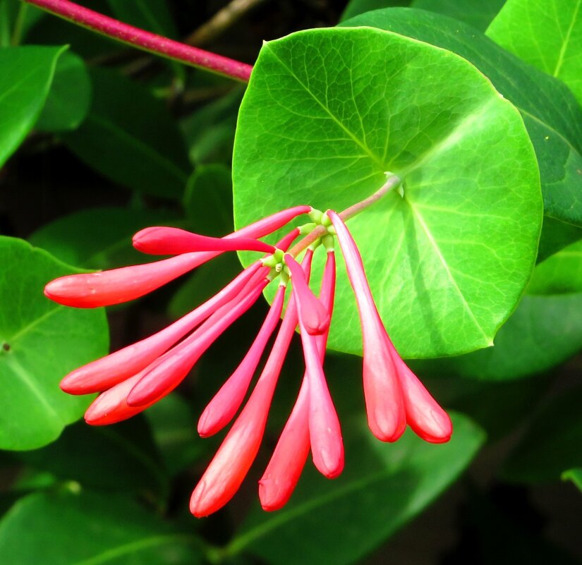 Цветочек жимолости - Андрей Снегерёв