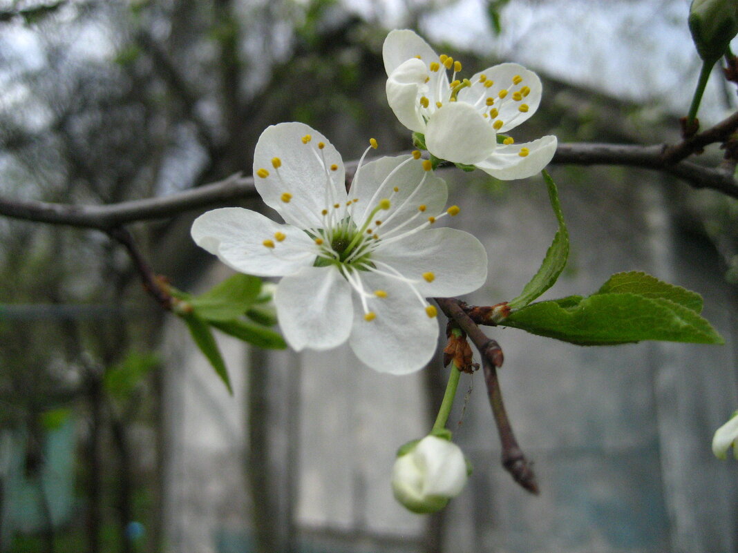 Цветение яблони - Олег Иванов