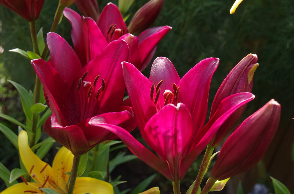 Июльские цветы - Сергей Швечков