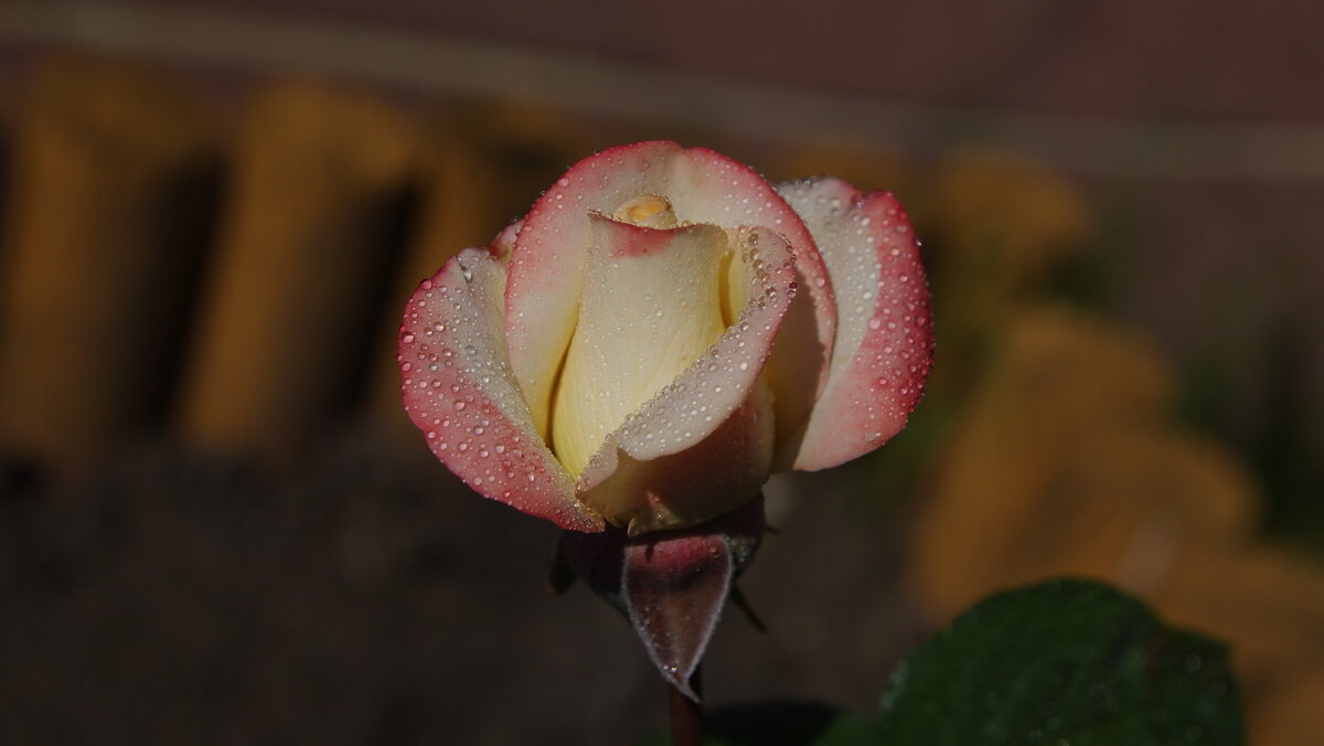 Юная роза - Сергей Швечков