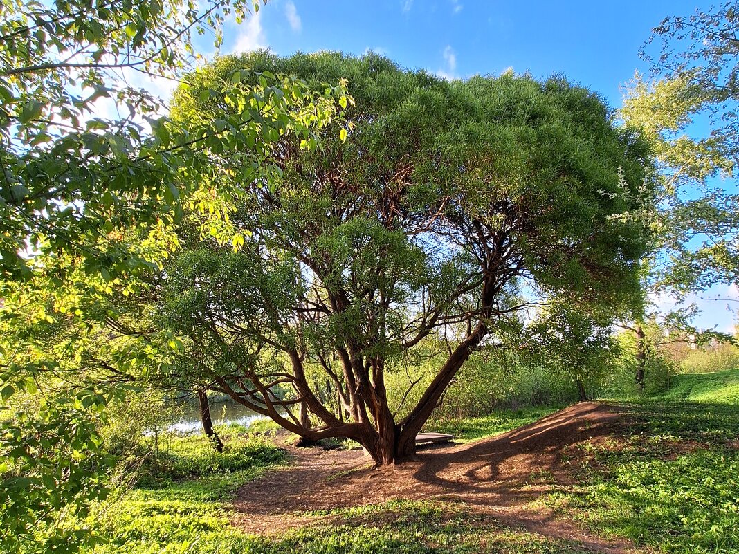 Верба - Наталья 