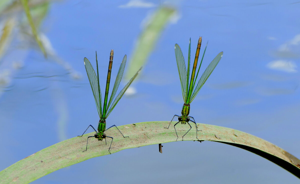 позавчера на балу красоток 4 - Александр Прокудин позавчера на балу красоток 4 - Александр Прокудин