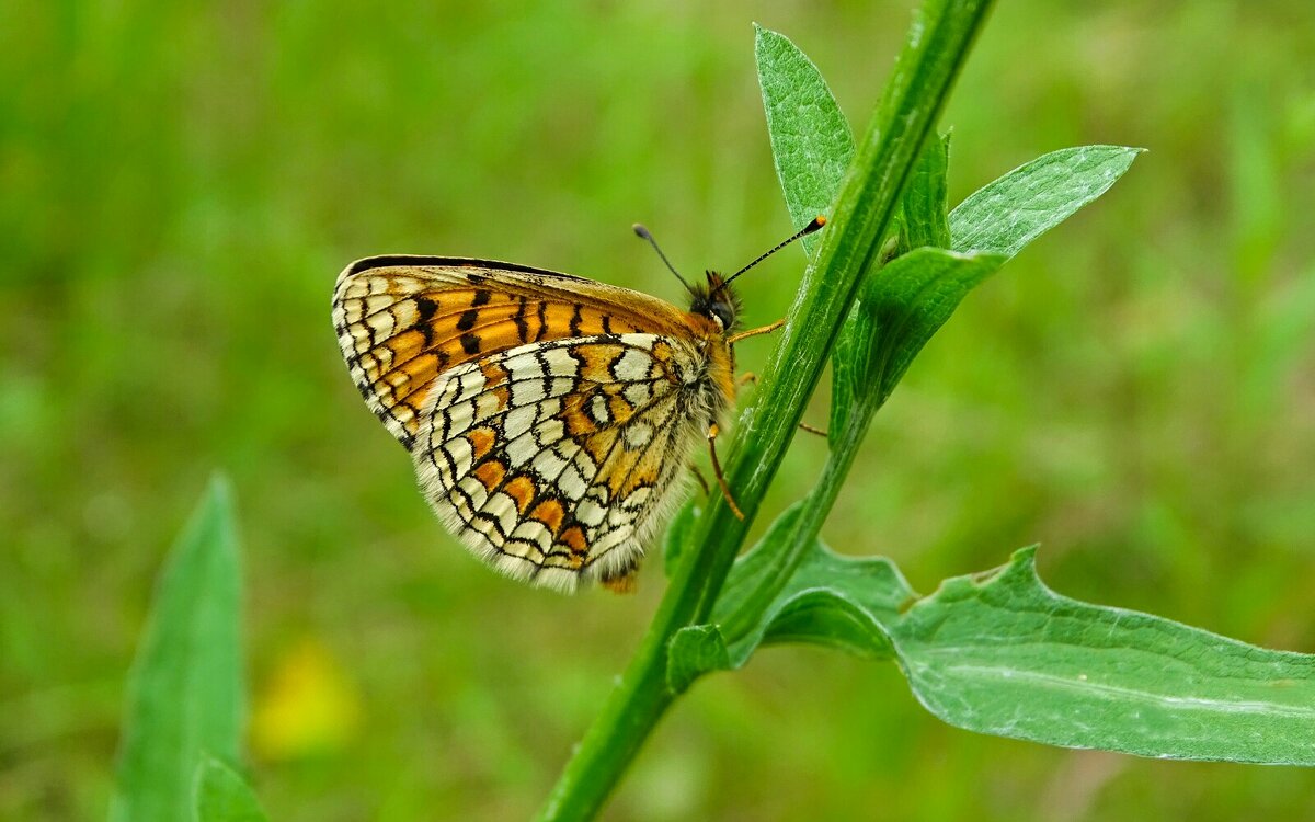 О бабочках. - Милешкин Владимир Алексеевич 