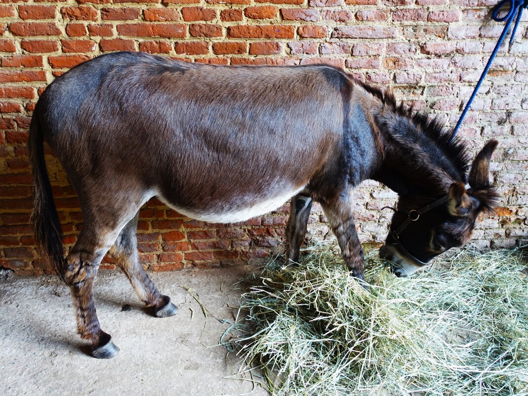 Сам сено привожу, сам и кушаю... - Aida10 