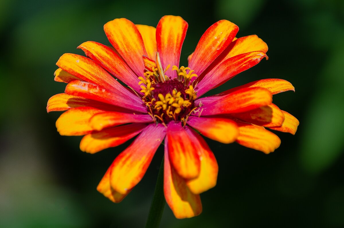 *** - Виктор Иванович Чернюк *** - Виктор Иванович Чернюк