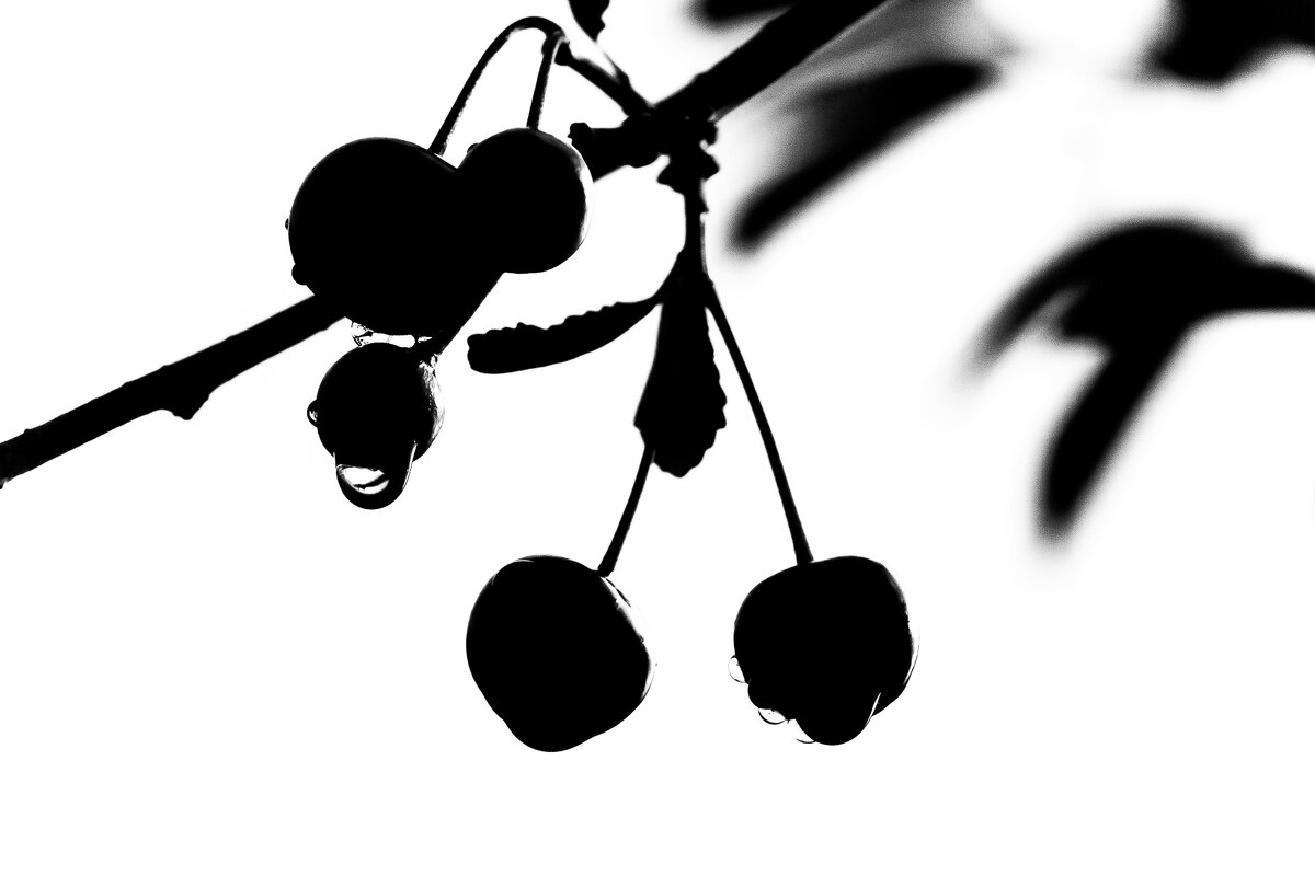 Вишневая графика. - Игорь Викторов