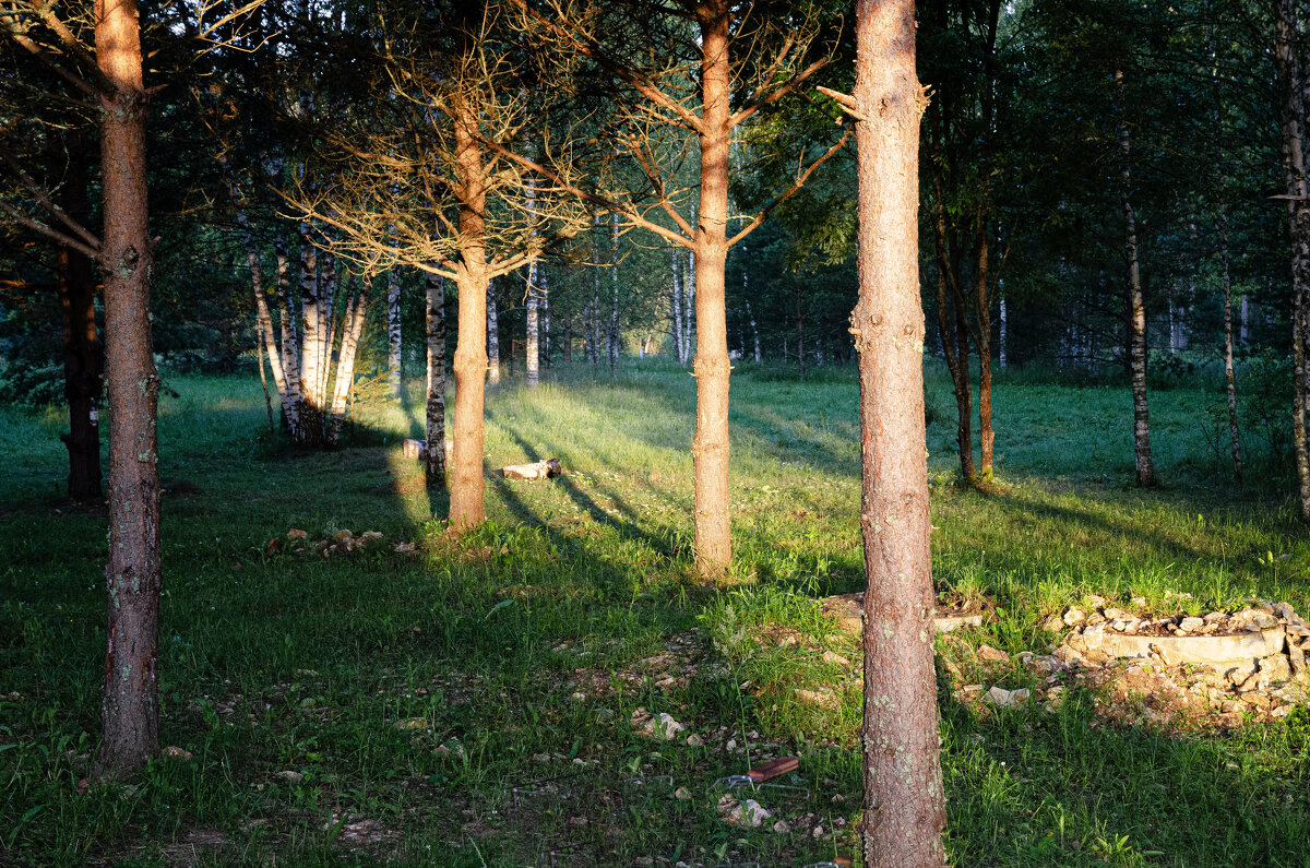 Утро в лесу. - Валерий Пославский