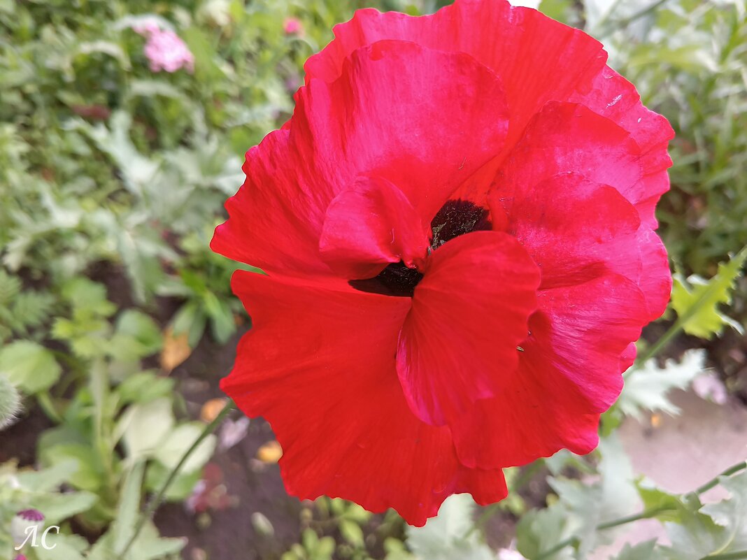 Я всё вижу … - Любовь Сахарова