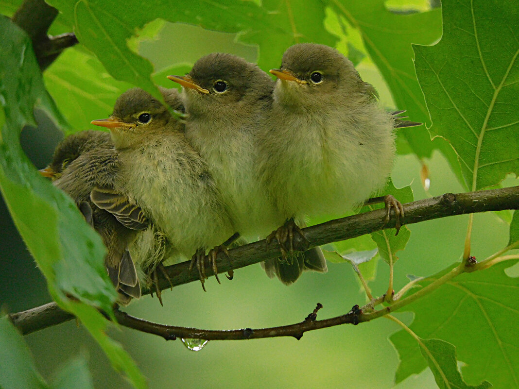 Слетки пеночки - Лина 