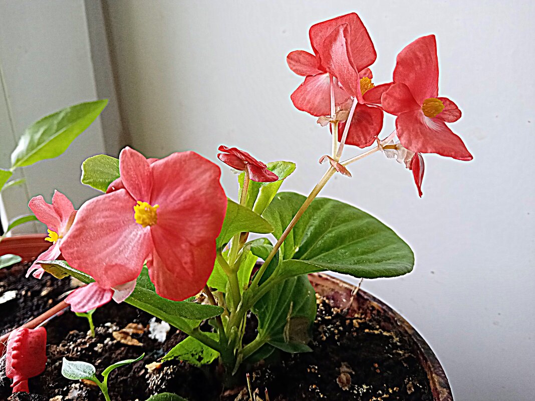 Цветы. - Владимир Драгунский