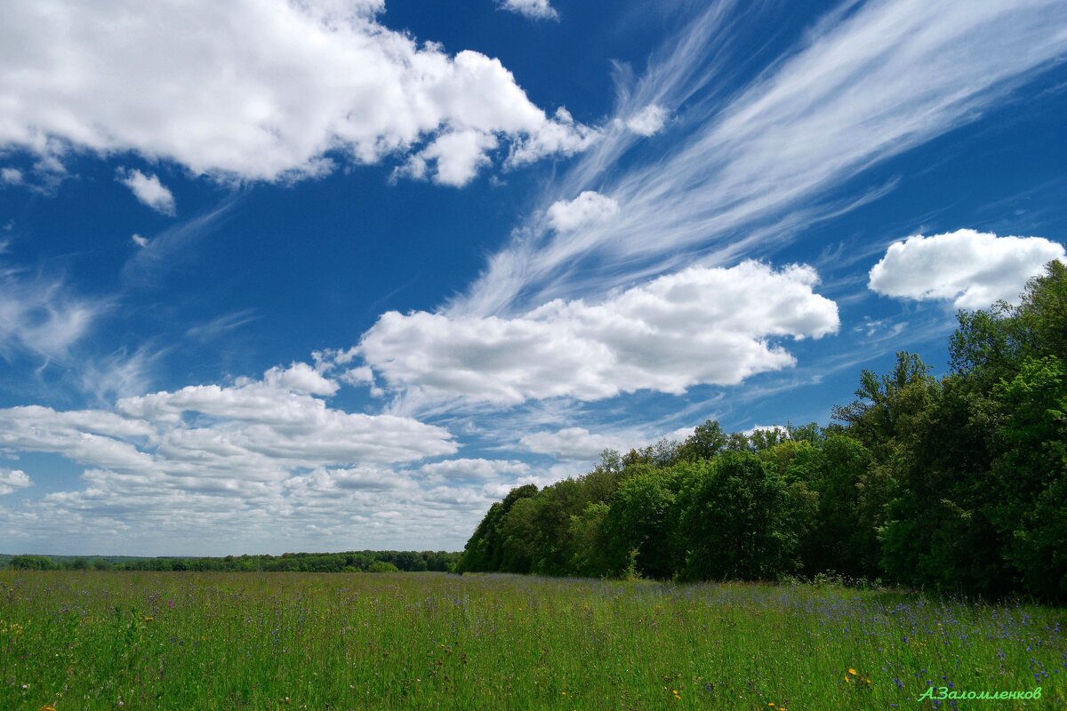 На летнем луге... - Андрей Заломленков