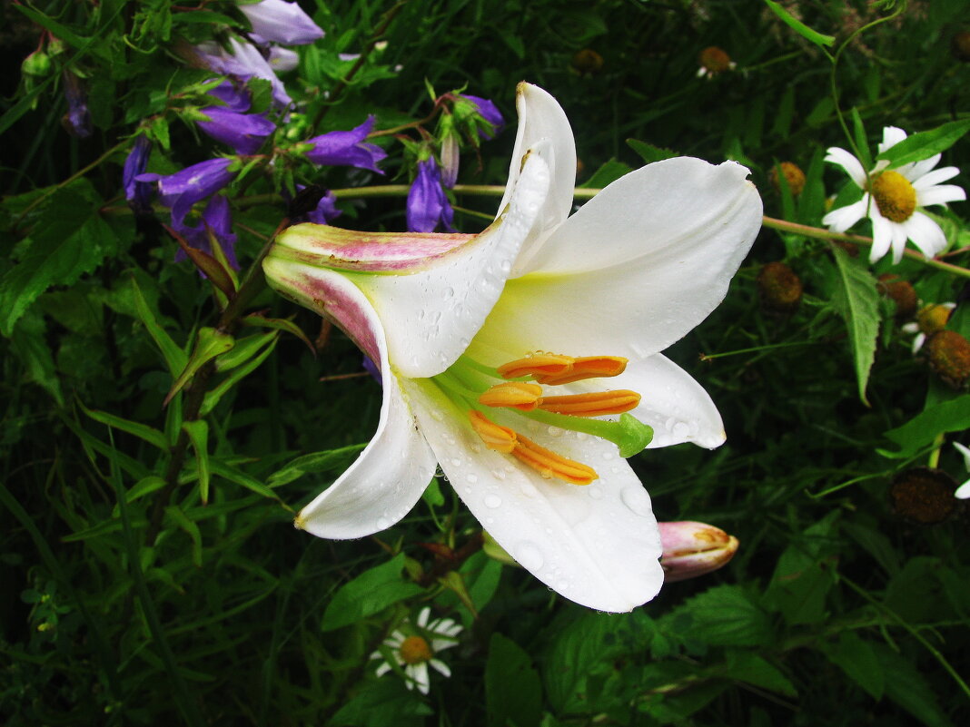 Трубчатая красавица - Людмила Смородинская Трубчатая красавица - Людмила Смородинская