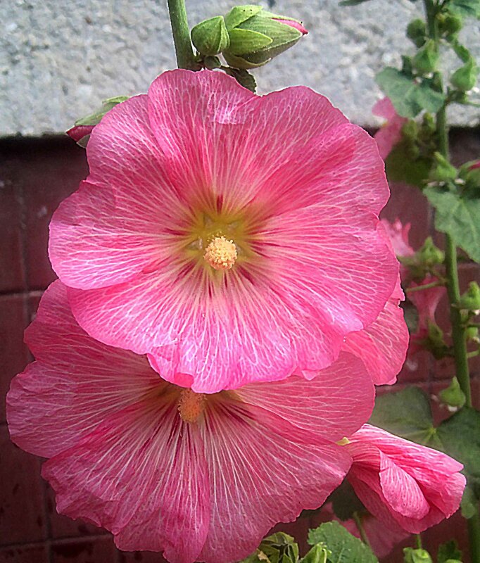 Мальва - Елена Семигина