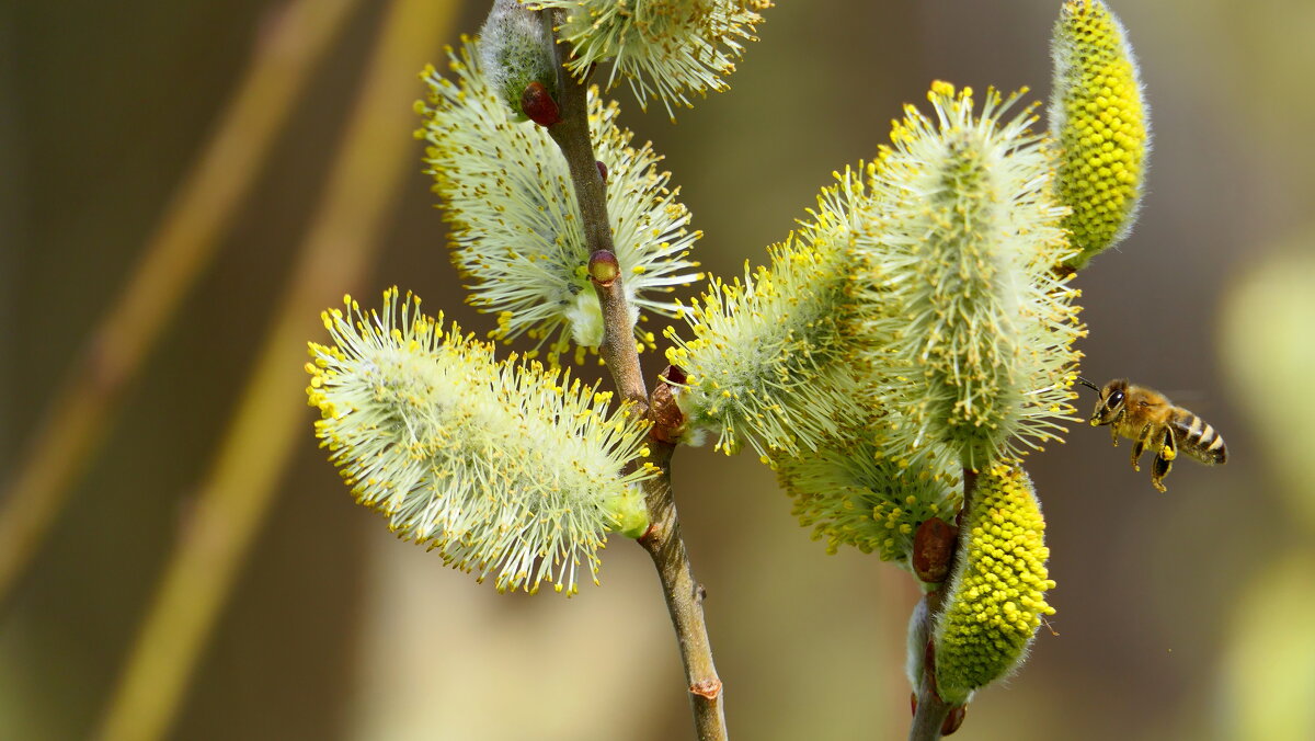 "The Natural World" (Мир Природы) - "The Natural World" Александер