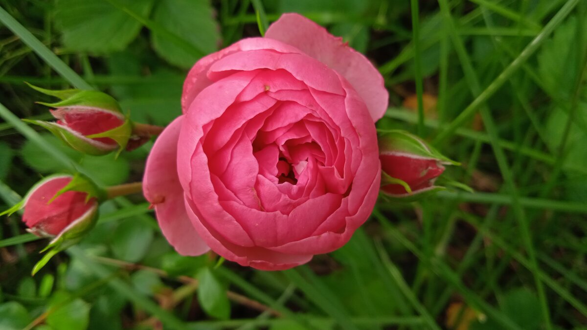 дачное - Елена Шаламова